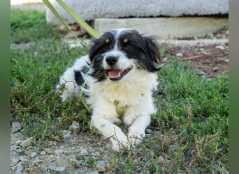 Maglino sucht sein für immer zu Hause...