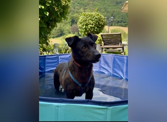 Milla sucht ruhiges Zuhause...