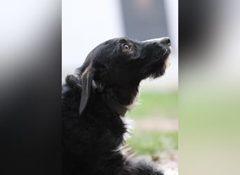 Yasko sucht liebevolle Familie....