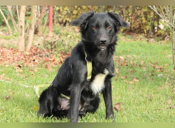 Levi möchte sein Herz verschenken...