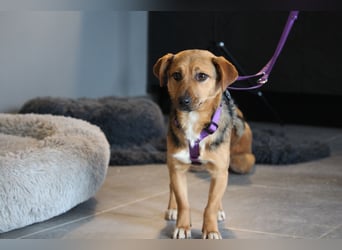 Narina sucht ihr Für-Immer-Zuhause!