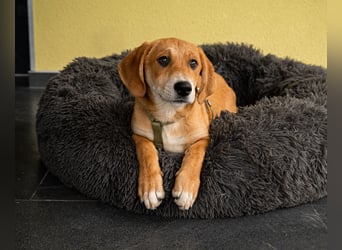 Moo wartet auf seine Menschen!