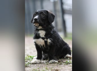 Yasko sucht liebevolle Familie....