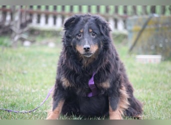 Wer schenkt HOLLY ein wunderschönes Zuhause....