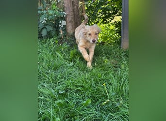 Merlin unser kleiner Prinz ...