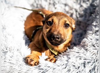 Mikado möchte endlich ankommen....