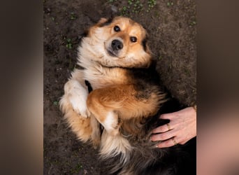 Sky sucht liebevolle Familie....