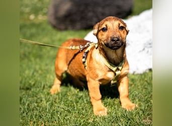 Mikado möchte endlich ankommen....