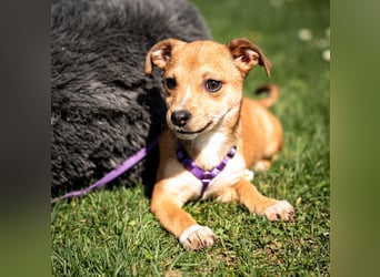 Wer schenkt unsere kleine Baylili ein Zuhause...