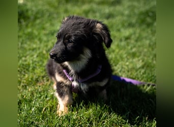 Perla sucht liebevolle Familie....