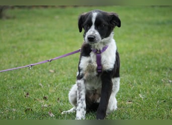 Darf ich vorstellen Prinzessin Joy