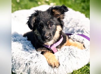 Perla sucht liebevolle Familie....