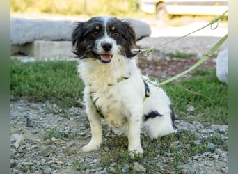 Maglino sucht sein für immer zu Hause...