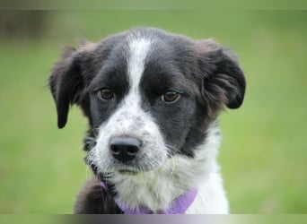 Darf ich vorstellen Prinzessin Joy