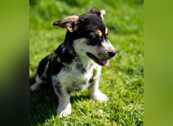 Alessio – ein kleines Herz auf vier Pfoten