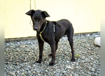 Taro sucht liebevolle Familie...