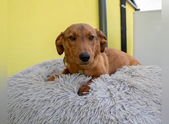 Sago kleiner brauner Sonnenschein sucht sein Zuhause