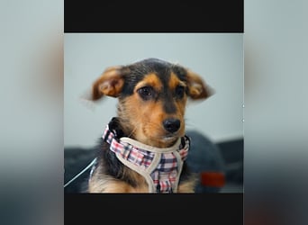 Laika sucht ihren Seelenverwandten...