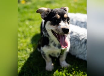 Alessio – ein kleines Herz auf vier Pfoten