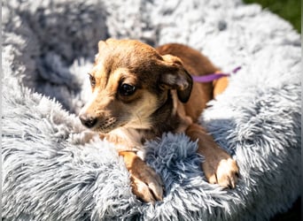 Anabella unser Herzenshund...