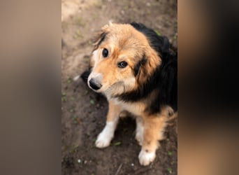 Sky sucht liebevolle Familie....