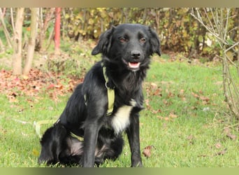 Levi möchte sein Herz verschenken...