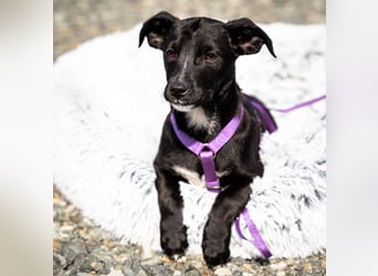 Mausi unsere kleine Prinzessin.