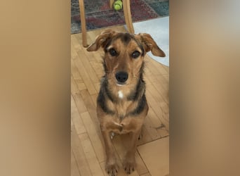 Laika sucht ihren Seelenverwandten...