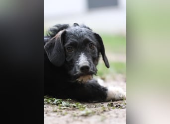 Yasko sucht liebevolle Familie....