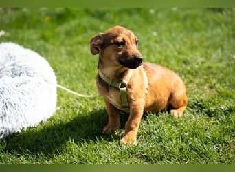 Mikado möchte endlich ankommen....