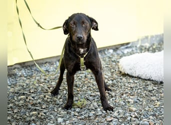 Taro sucht liebevolle Familie...