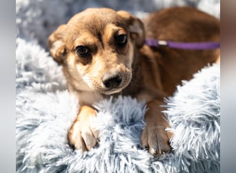 Anabella unser Herzenshund...