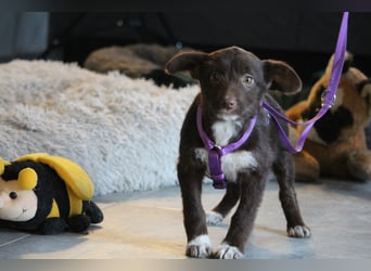 Benita unsere kleine Schönheit..