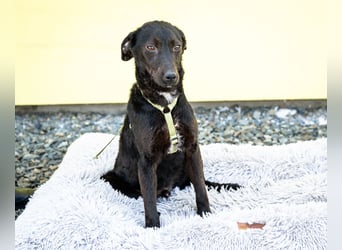 Taro sucht liebevolle Familie...