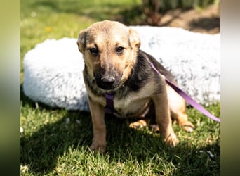 Yami kleine Kämpferin mit großem Herzen