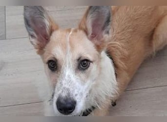 Lenny, ein menschenbezogener und aktiver Begleiter sucht noch einmal ein Zuhause