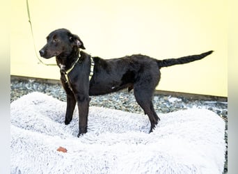 Taro sucht liebevolle Familie...