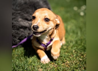 Wer schenkt unsere kleine Baylili ein Zuhause...