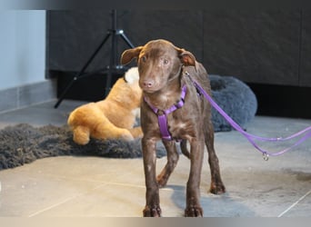 Malina sucht ihr warmes Körbchen....