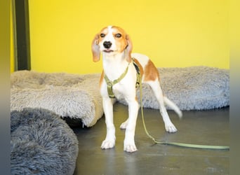Narami sucht liebevolles Zuhause...