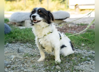 Maglino sucht sein für immer zu Hause...