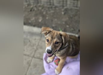 Cassiyo sucht sein Für-Immer-Zuhause!