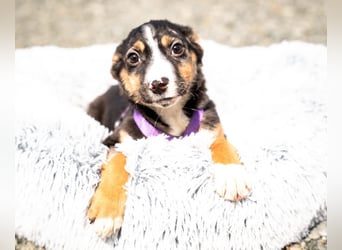 Honey sucht liebevolles Zuhause...