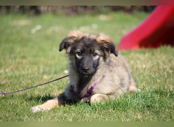 Jarina unsere kleine Schönheit.