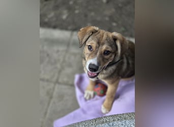 Cassiyo sucht sein Für-Immer-Zuhause!