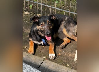 Sassy ein kleines Herz auf vier Pfoten..