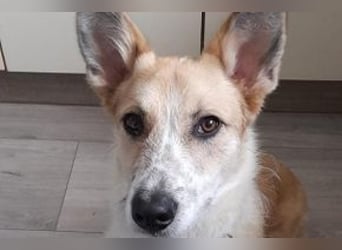 Lenny, ein menschenbezogener und aktiver Begleiter sucht noch einmal ein Zuhause