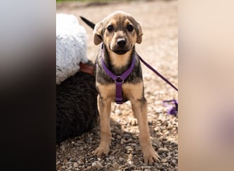 Galina sucht ihr Für-Immer-Zuhause!