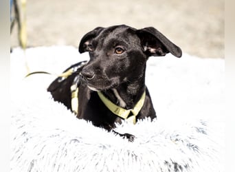 Mimba sucht sein Glück...