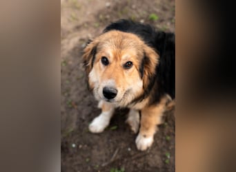 Sky sucht liebevolle Familie....